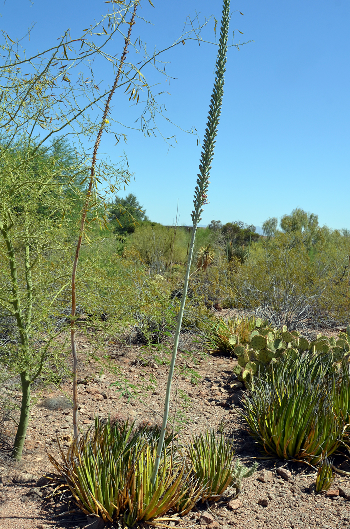 Agave lechuguilla, Lechuguilla